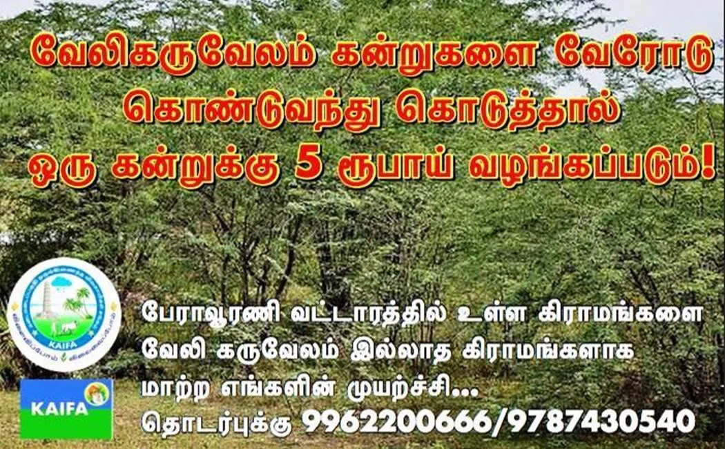 New effort of young people to remove karuvelam trees