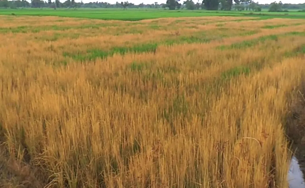  Rice-Pesticide-Spray-Eradication-near-Nagai 