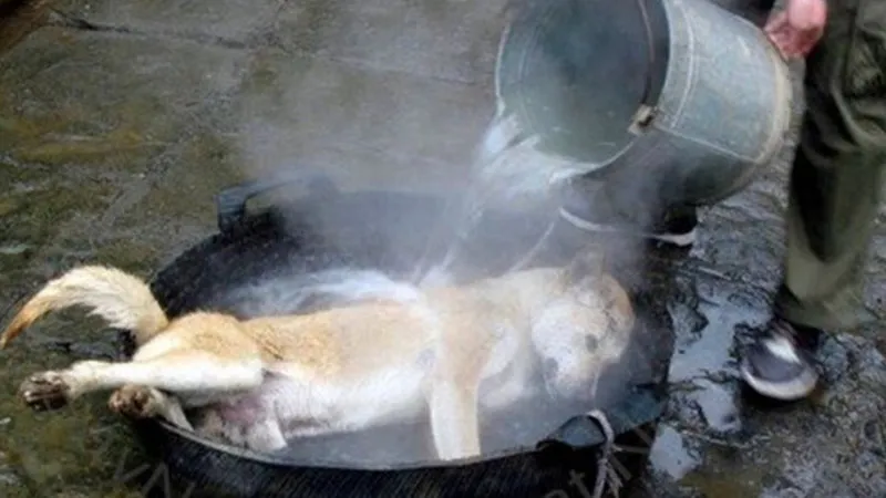 DOG