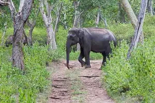  villagers staged a struggle against the forest department as the elephants continued to roar
