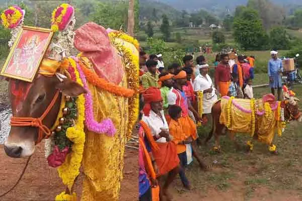 vellore anaikattu festival after twenty years ago ox given permission 