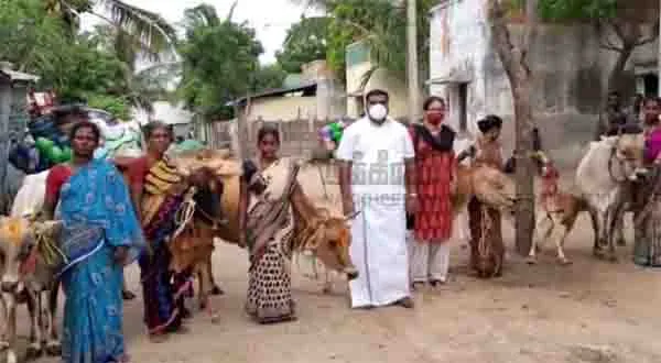 dairy cows - Sikkal Co-operative Society President - Nagapattinam