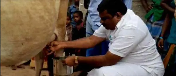 dairy cows - Sikkal Co-operative Society President - Nagapattinam