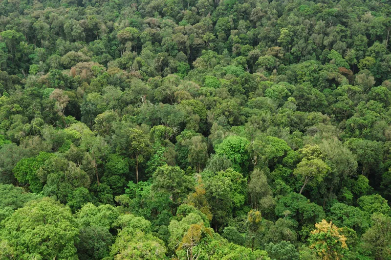 forest 