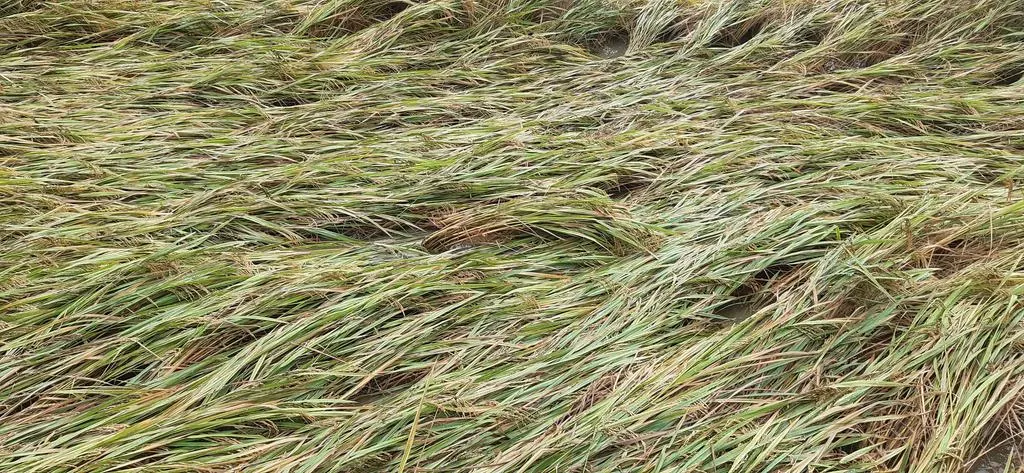 Paddy in the rain-Farmers in agony!