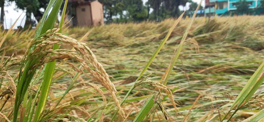 Paddy in the rain-Farmers in agony!
