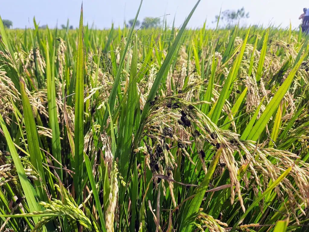  Echo of Nakkeeran's message; Farmers thanking Nakkeeran