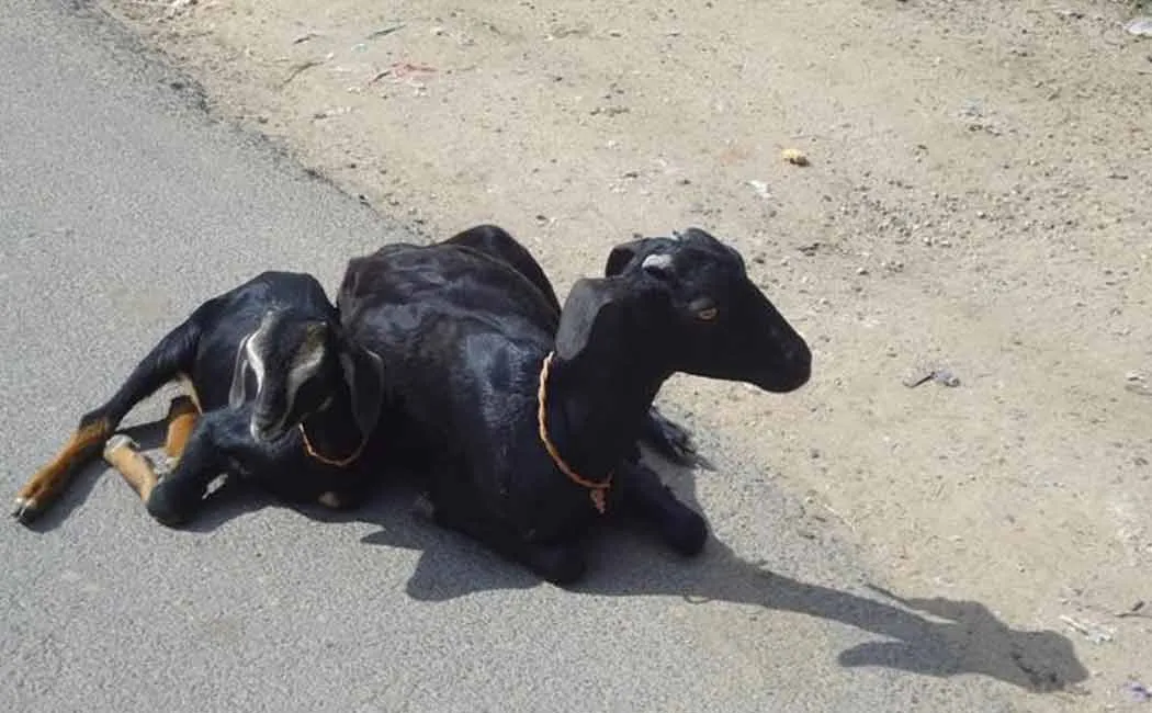  An incident where a person who came to the hospital with a baby goat 