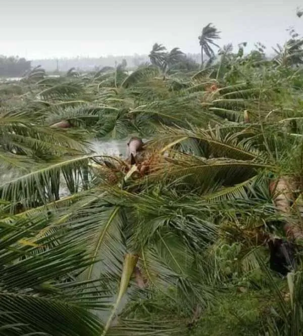 gaja storm