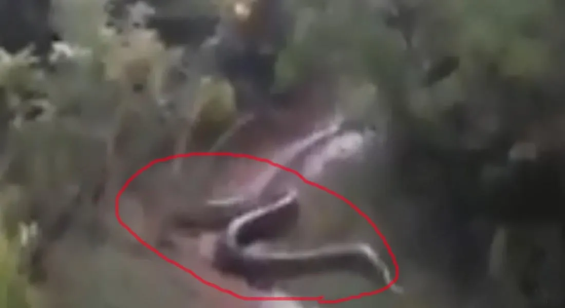 snake 