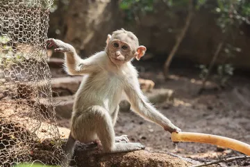 Funeral for Monkey! Humanities Mountain Villagers !!