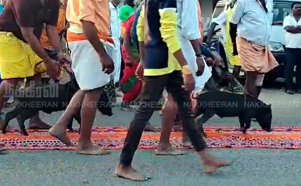 The procession of pigs without touching the ground! Viruga Puja is a strange festival!