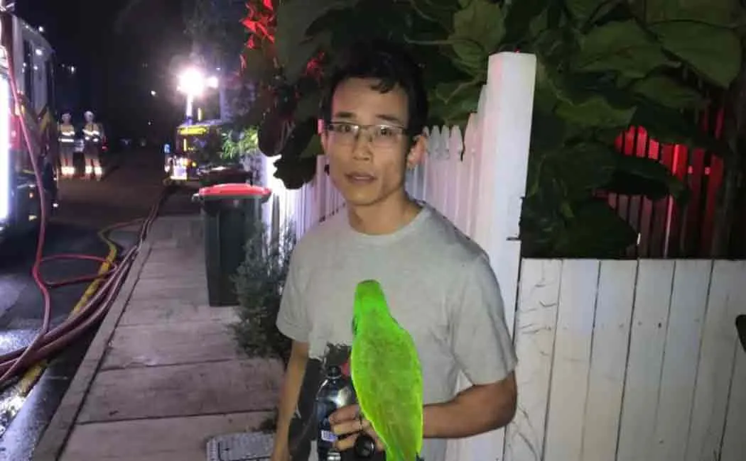 parrot