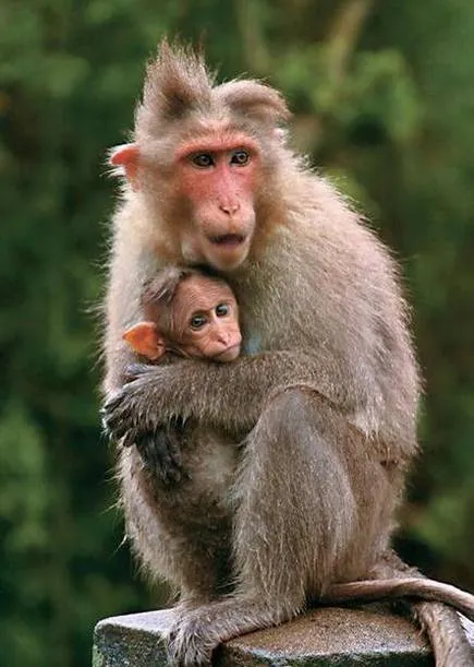 Funeral for Monkey! Humanities Mountain Villagers !!