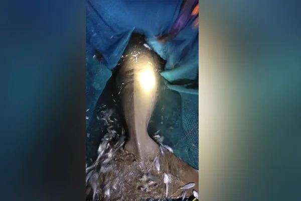 fishermen who released 800 kg sea cow caught in net back into sea