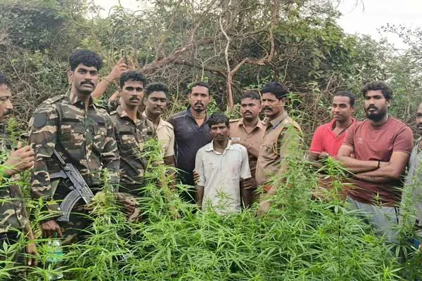 Man arrested for growing cannabis plants on Kalvarayan Hills