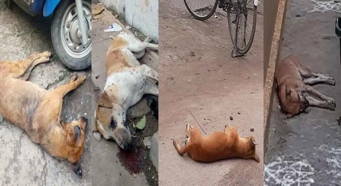 dog 