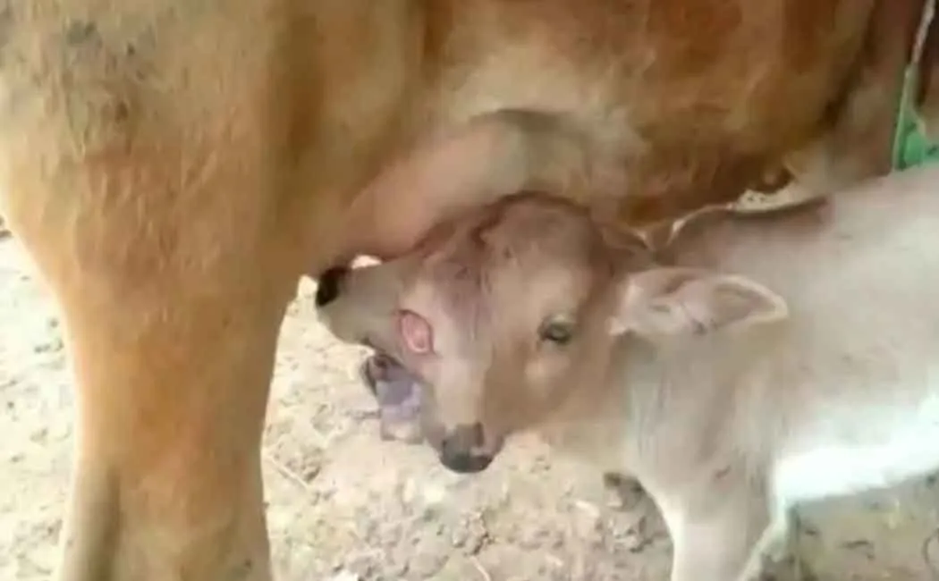The villagers who started worshiping the rare calf god