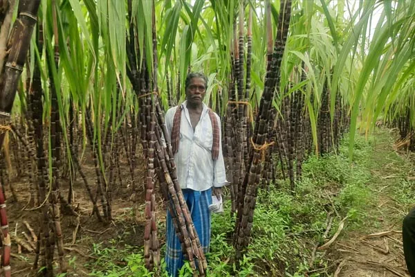 Farmer grievance Govt discriminates in sugarcane procurement  