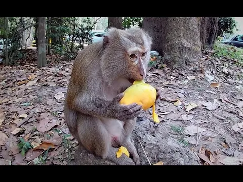 monkey