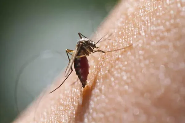 4 people infected with dengue fever in 20 days