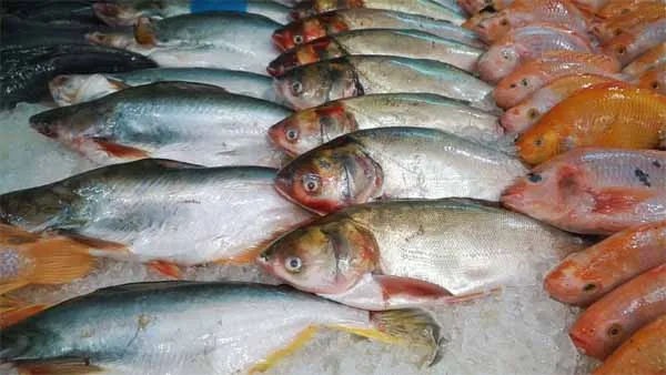 Fish farming