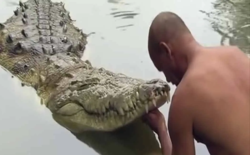 babiya corcodile.. this is not a photo of babiyaa.. 