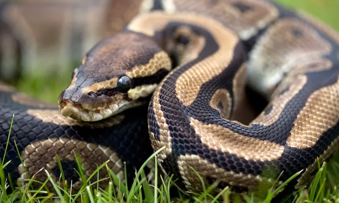python