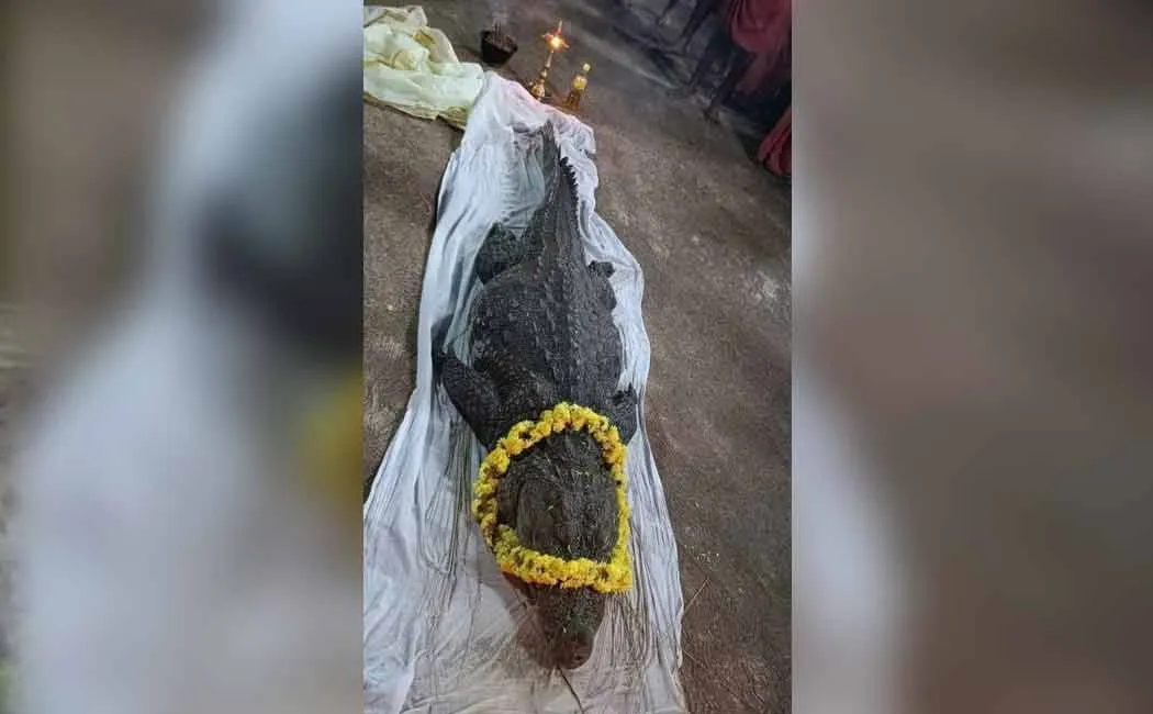 babiya corcodile.. this is not a photo of babiyaa.. 