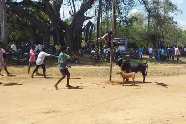 Case against 10 people who conducted Jallikattu without permission