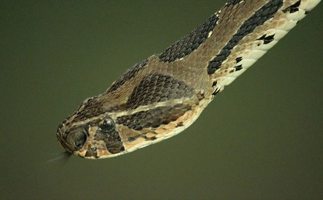 A person who sticks out his tongue in front of a snake for atonement; Stinging vitreous on the tongue