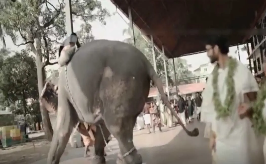 An angry elephant in a wedding photoshoot; Everyone runs, including couples