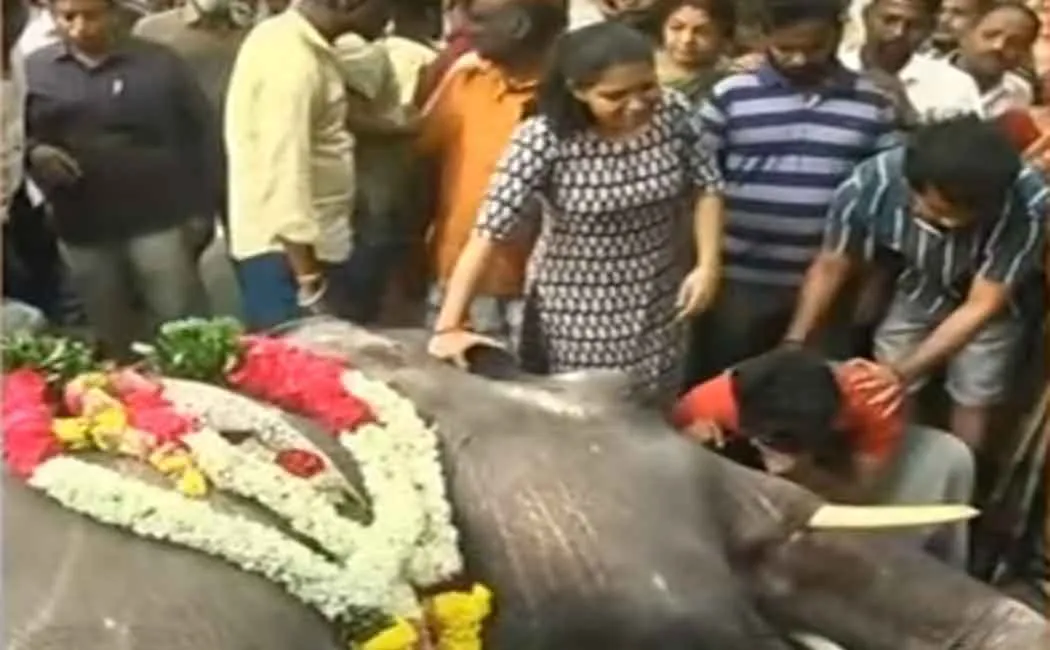 Lakshmi, the female elephant with 'tusks' passed away in the Manakulam Vinayagar temple