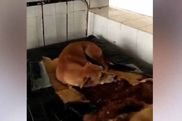Dog found sleeping peacefully patient bed at a government hospital 