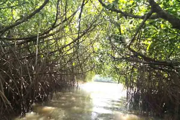 Tourists frustrated in Pichavaram 