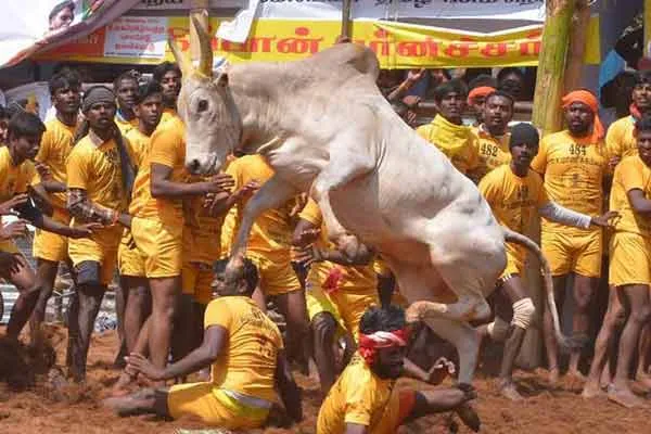 Tender issued for setting up a permanent Jallikattu stadium in Trichy