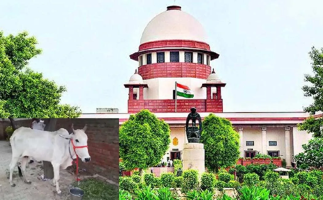 India's national animal cow? The verdict of the financiers who investigated the case..