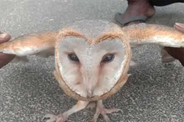 rare bird that came to Kanyakumari from abroad