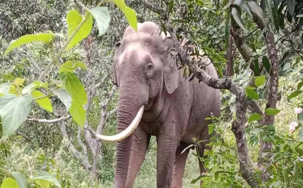 elephant standing in the middle of a forest mountain road
