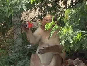 The risk of monkeys by packet food