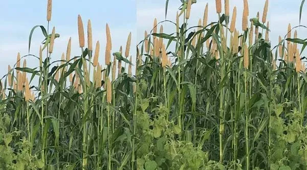 Agriculture  