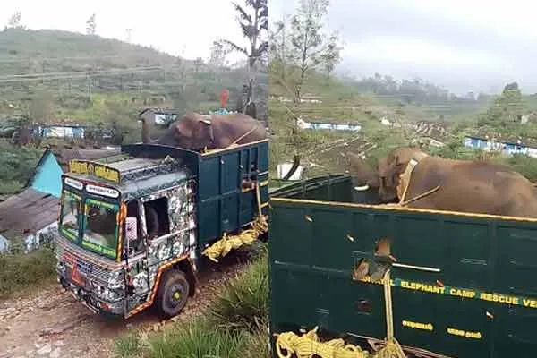 Bullet Raja elephant, released into wild, creates a storm  mountains