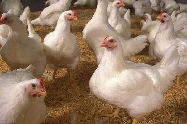 Poultry farming in 9 central prisons in Tamil Nadu