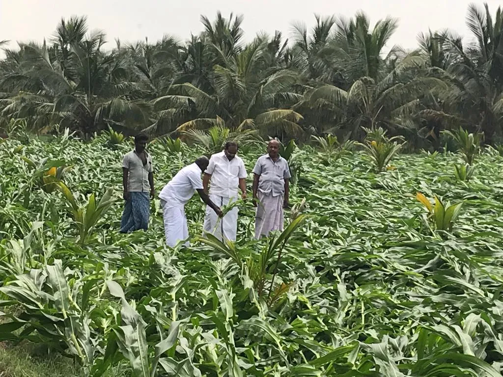  Drought relief is not given to the farmers! Give Storm Relief !! MLA appealed to Collector