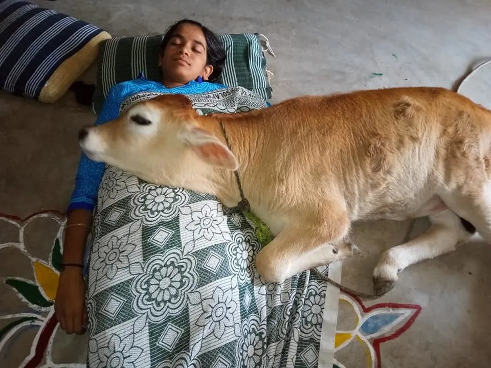 calf 