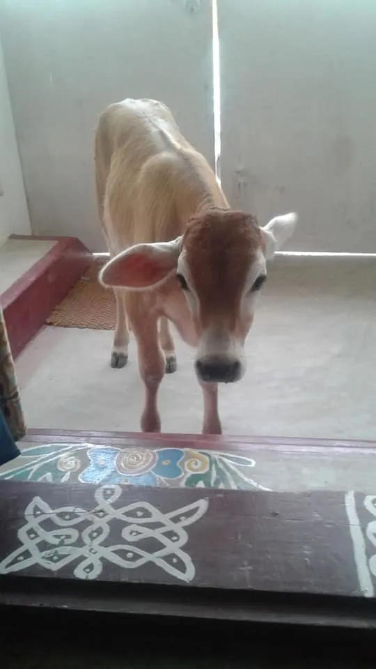 calf 