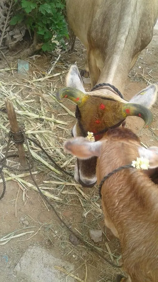 calf 