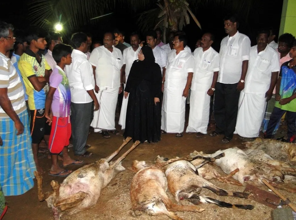The dead sheep in the rain - the minister who came to inquire about sadness