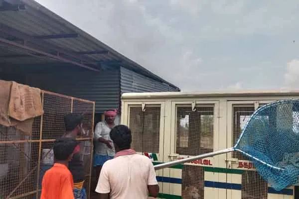 municipality caught stray dogs and handed them over to the shelter 