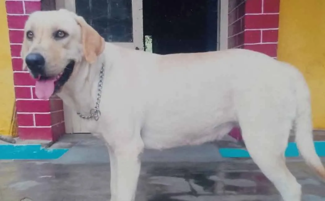 sniffer dog Lucy passed away